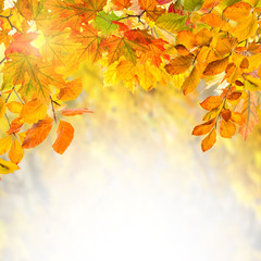 Naklejka na ściany i meble Golden autumn background