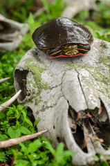 Painted Turtle (Chrysemys picta) Looks Out From Atop Deer Skull