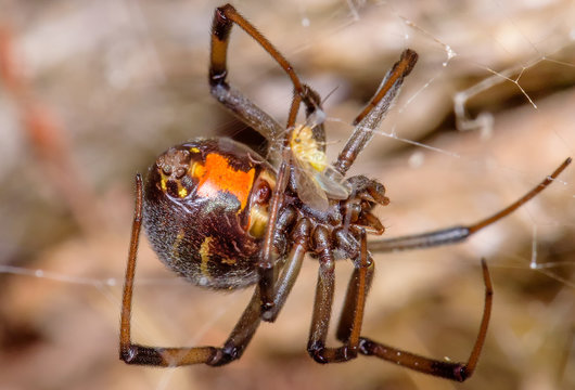Brown Widow or False Button Spider (Female)