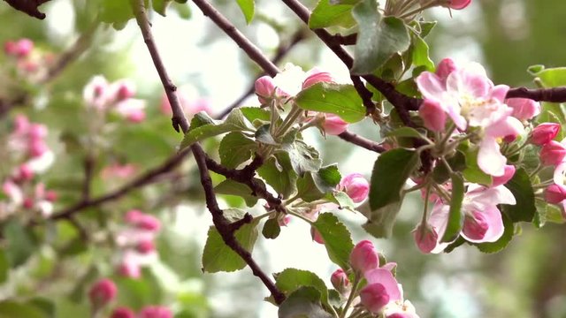 Inside round panorama of pink apple blooming branch. Amazing natural backdrop for excellent intro in hypnotic full HD clip. Concentric roundabout shooting.  
