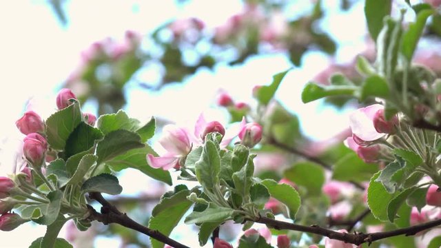 Pink apple blooming tree with softened effect and unusual background. Amazing natural backdrop for excellent intro in hypnotic 4K clip. Concentric roundabout shooting.  
