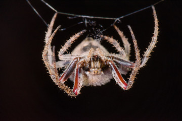 Hairy Field Spider (Female)