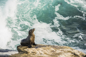Naklejka premium Single arched and wet sea lion sun bathing on a cliff with crashing waves in the background in La Jolla cove, San Diego, California
