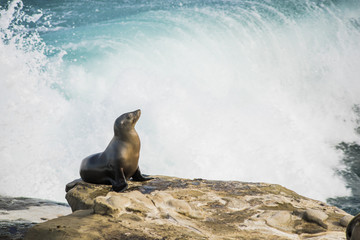 Naklejka premium Single arched and wet sea lion sun bathing on a cliff with crashing waves in the background in La Jolla cove, San Diego, California