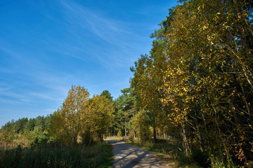 Fototapeta premium road in the green forest under the blue sky in summer 