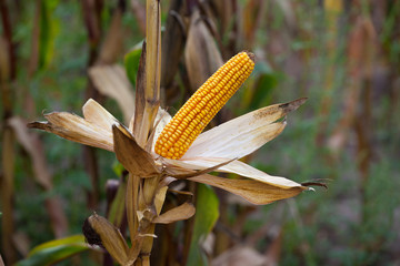 Ripe, yellow ear of sweet corn on the field. Collect corn crop.