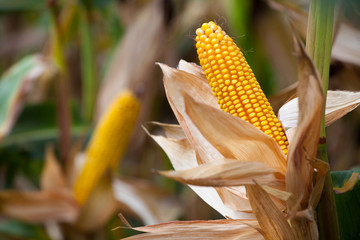 Two mature yellow cob of sweet corn on the field. Collect corn crop.