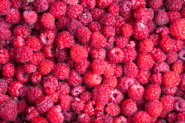Lots of fresh bright red raspberries