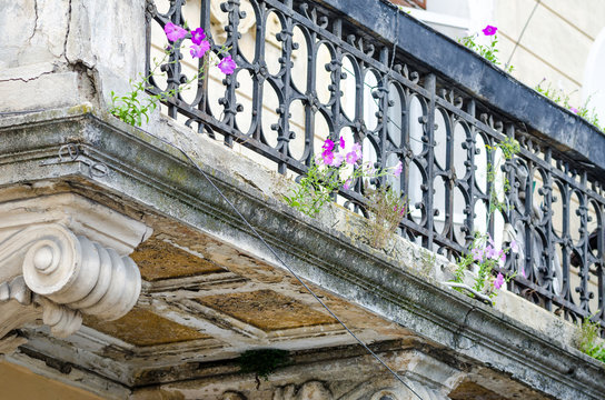 Flowers growing ou of an old abandoned degraded baroque balcony suggesting the power of life and nature in a historic concept