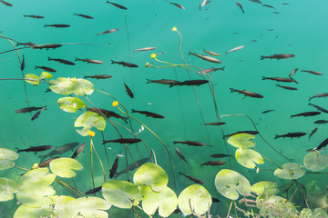 Obraz premium Water lilies, turquoise water and school of fish.