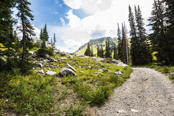 Albion Basin landscape scenery with alpine meadows photographed during summer.