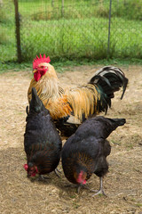 Hahn und Hühner