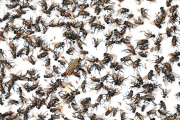 Lots of mosquitoes and flies on sticky paper trap.Selective focus.