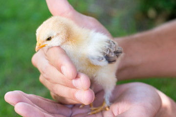 Baby chicken in persons hands