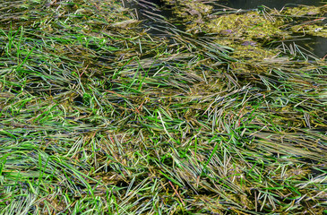 Water plant green grass weed aquatic underwater pond surface river abstract texture background