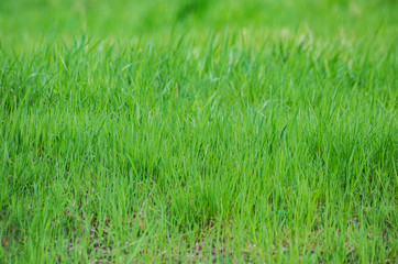 Green fresh bright grass plant field lawn garden meadow texture background detail