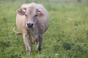 Brown cow grazing in the green field