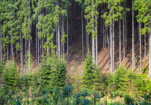 Fototapeta Young small green tree tall evergreen pine spruce fir coniferous wood wild nature background