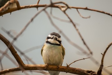 White-Throated Bee-Eater (Merops albicollis)