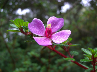 Beautiful pink flower with dew drops macro