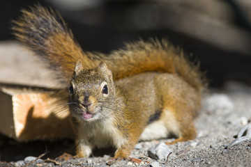 Lustiges niedliches Eichhörnchen mit lachendem Gesicht und buschigem Schwanz