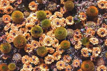 Autumnal flowers background. Top view