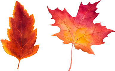 Autumn watercolor leaves. Fall illustrations. - 118848850