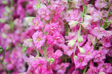 Fototapeta na wymiar Pink Delphinium flowers close up
