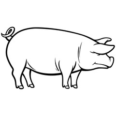 Pig Illustration
