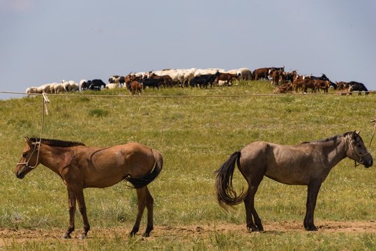Pferde und Ziegenherde in der Mongolei