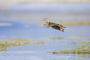 Herbstimpressionen Kanadas mit Stockente im Flug