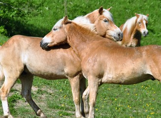 Fototapeta premium Pferde auf der Weide
