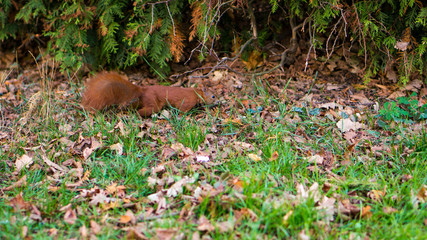 Red squirrel in the park on autumn