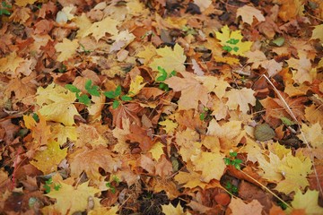 autumn leaves usable as background or texture
