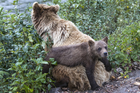 Junger lustiger Grizzlyb&auml;r (ursus arctos horribilis) turnt auf dem R&uuml;cken seiner Mutter in der Wildnis Kanadas