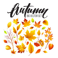 Color autumn leaves on white background. Fall leaf set. Vector illustration