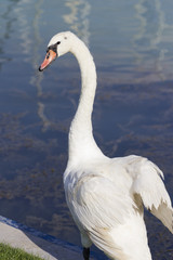 Swan at Lake Balaton