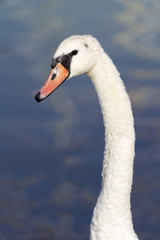 Swan at Lake Balaton