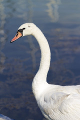 Swan at Lake Balaton
