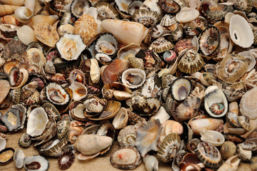 Full frame of sea shells
