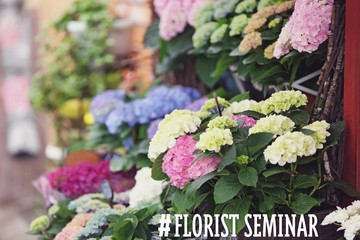 Colorful blooming flowers outdoor