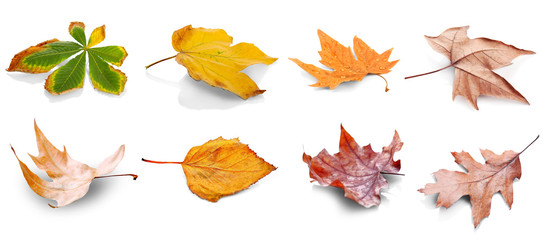 Collection of autumn leaves. isolated on white background