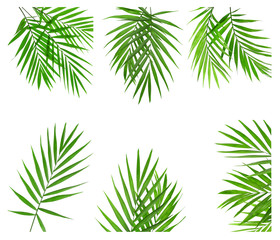 Green palm leaves on white background