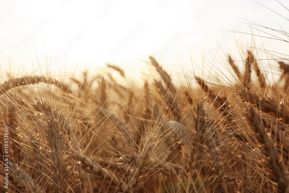 Poster beautiful wheat field