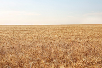 Beautiful wheat field