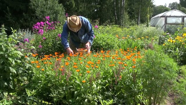 Gardener collecting orange calendula marigold flower heads in the garden 