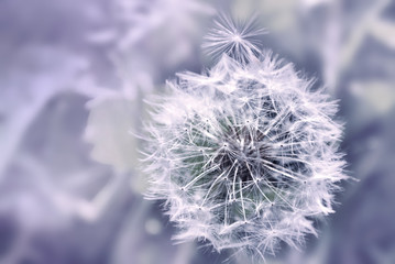 Dandelion close up on natural background 