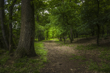 Road through the woods