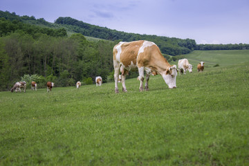 Fototapeta na wymiar Cows eating on a field