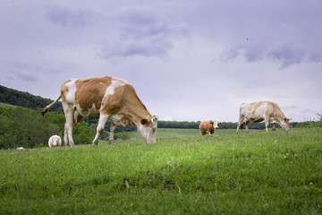 Fototapeta na wymiar Cows eating on green fields
